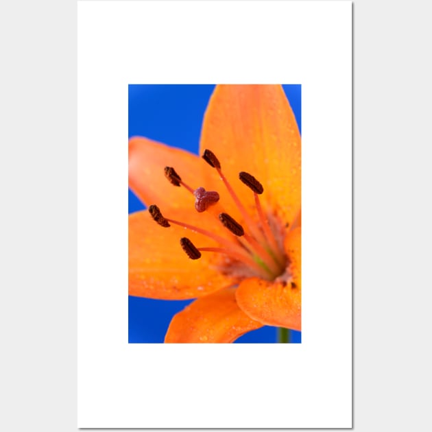 Lilium  &#39;Orange Pixie&#39;  Dwarf Asiatic lily Wall Art by chrisburrows